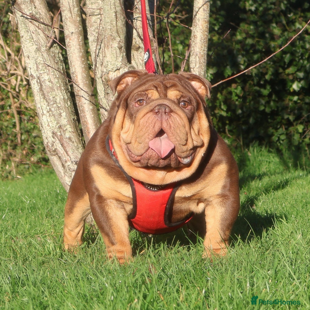 English Bulldog dogs for stud: ⭐️ ROCKEFELLER ⭐️ - Advert 4