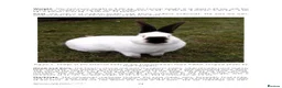 Continental Giant rabbits for sale: Majical pure breeds (Premium) - Advert 8