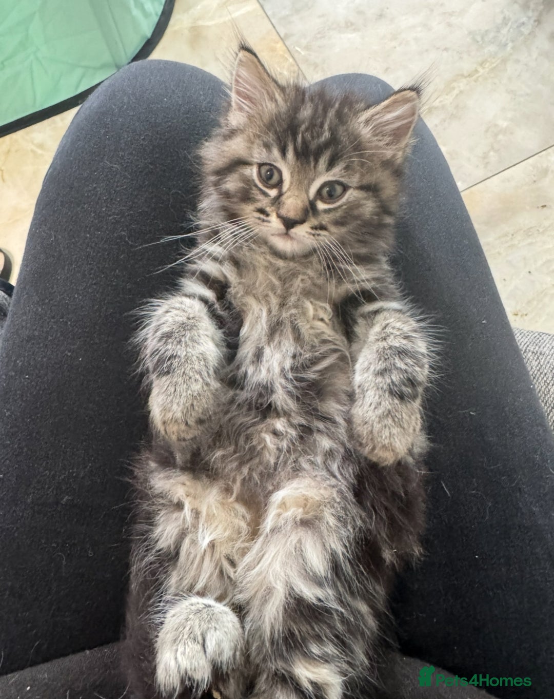 Mixed Breed cats for sale: Maine coon x ragdoll  - Image 16