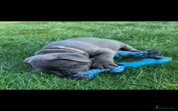 Staffordshire Bull Terrier dogs for sale: Blue Staffordshire bull terrier  - Image 18