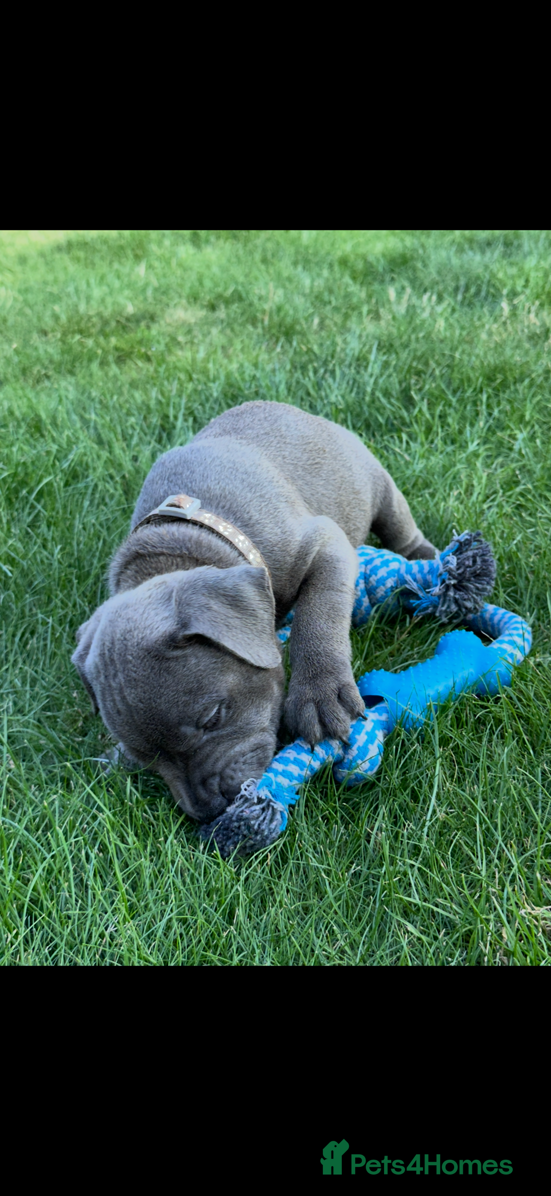 Staffordshire Bull Terrier dogs for sale: Blue Staffordshire bull terrier  - Image 18