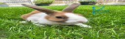 Dutch rabbits for sale: Dutch rabbits for sale  - Advert 5