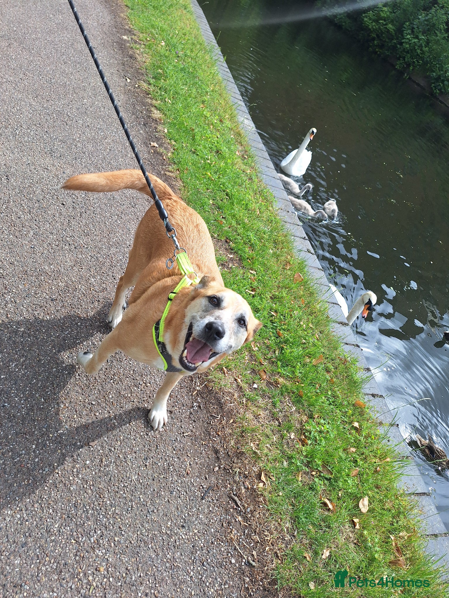 Mixed Breed dogs Foster or Forever Home for Beautiful Sanchez - Advert 10