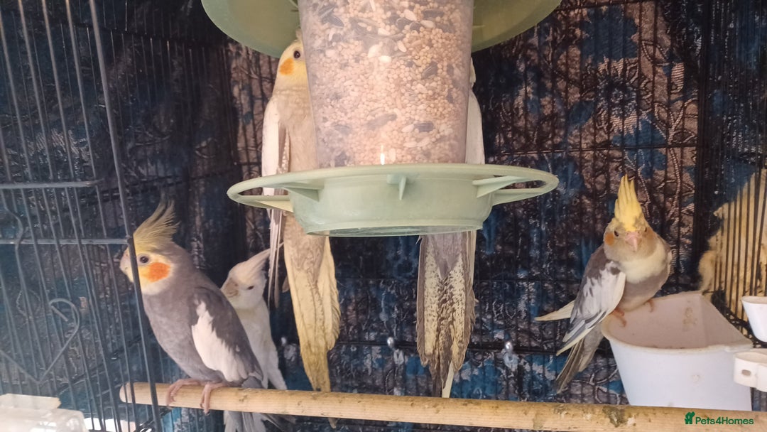 Cockatiels birds for sale: Breeding cockatiels with babies - Advert 3