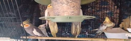 Cockatiels birds for sale: Breeding cockatiels with babies - Advert 4