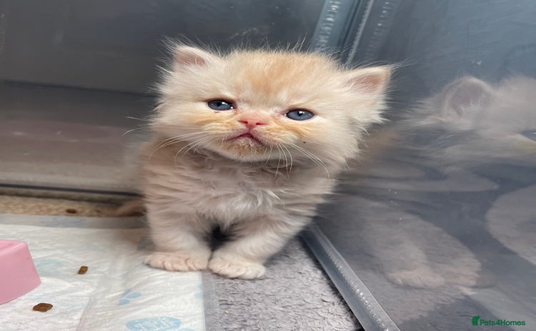 Mixed Breed cats - Advert 1