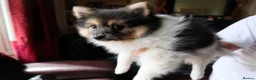 Mixed Breed dogs for sale: Gorgeous Pomeranian × Japanese Spitz Puppies in Falkirk - Advert 25