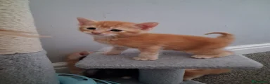 Ginger