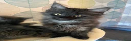 Maine Coon cats for sale: Stunning Tica registered blue boys available  - Advert 28
