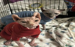 Sphynx cats for sale: Two beautiful sphynx cats  - Image 3