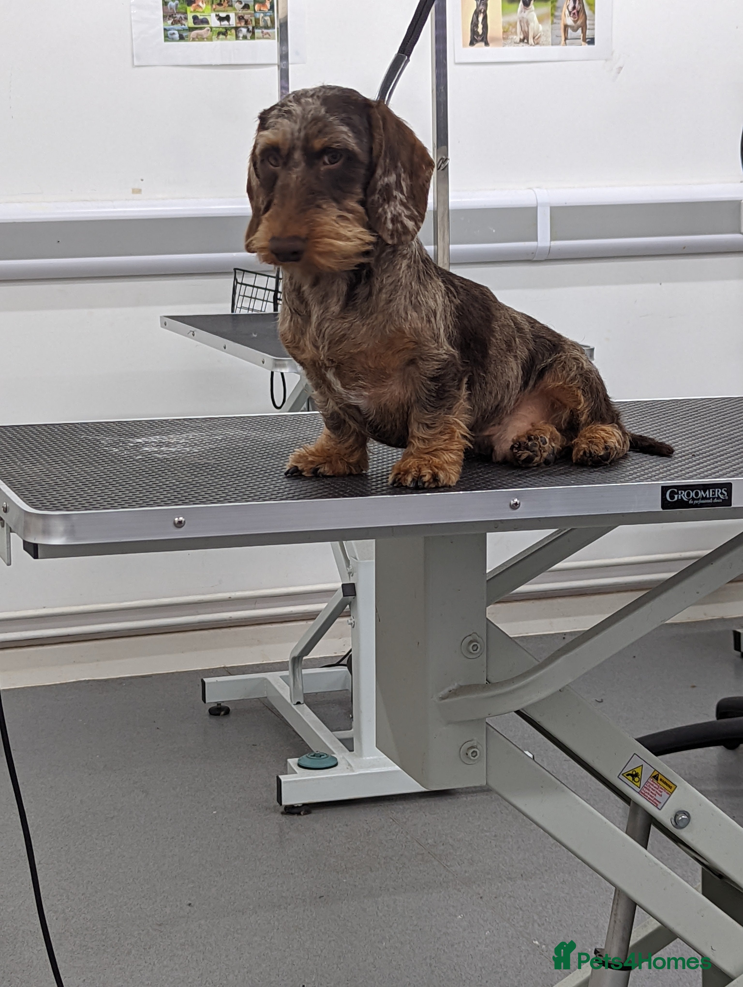 Miniature Dachshund dogs KC mini wire import - Advert 9
