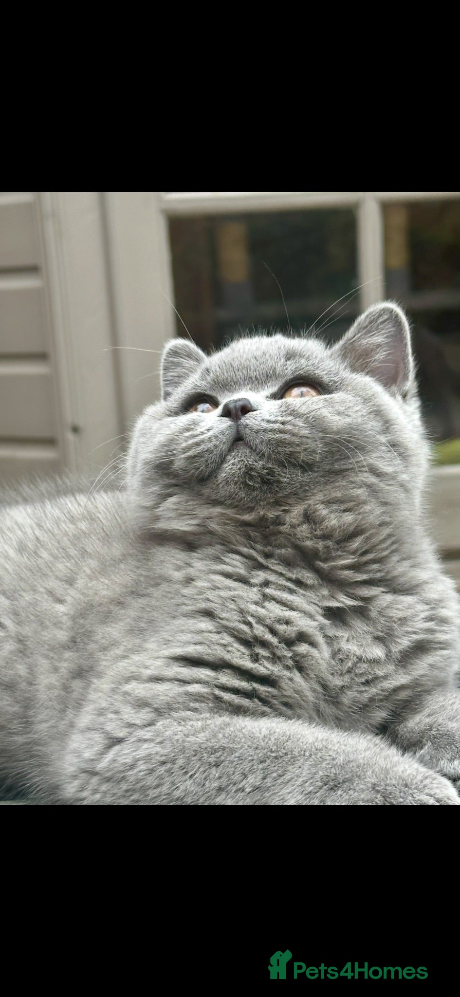 British Shorthair cats 5 Stunning BSH Blue and Lilac Kittens - Advert 1