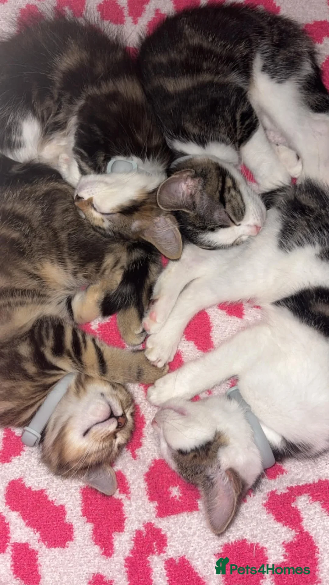 Mixed Breed cats for sale: Gorgeous kittens in Dukinfield - Advert 1