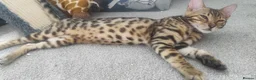 Bengal cats for sale: Stunning Bengal kittens for sale in Rugby - Advert 6