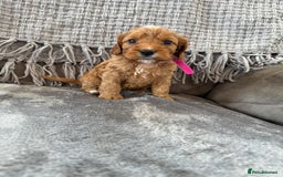 Cockapoo dogs for sale: gorgeous litter of Cockapoo puppies 🐶  - Image 2