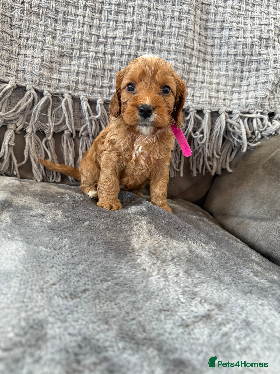 Cockapoo dogs for sale: gorgeous litter of Cockapoo puppies 🐶  - Image 2