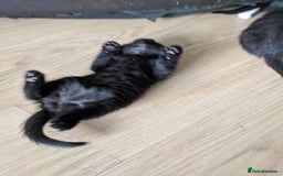 British Shorthair cats for sale: 5 tuxedo British shorthaired kittens - Image 2