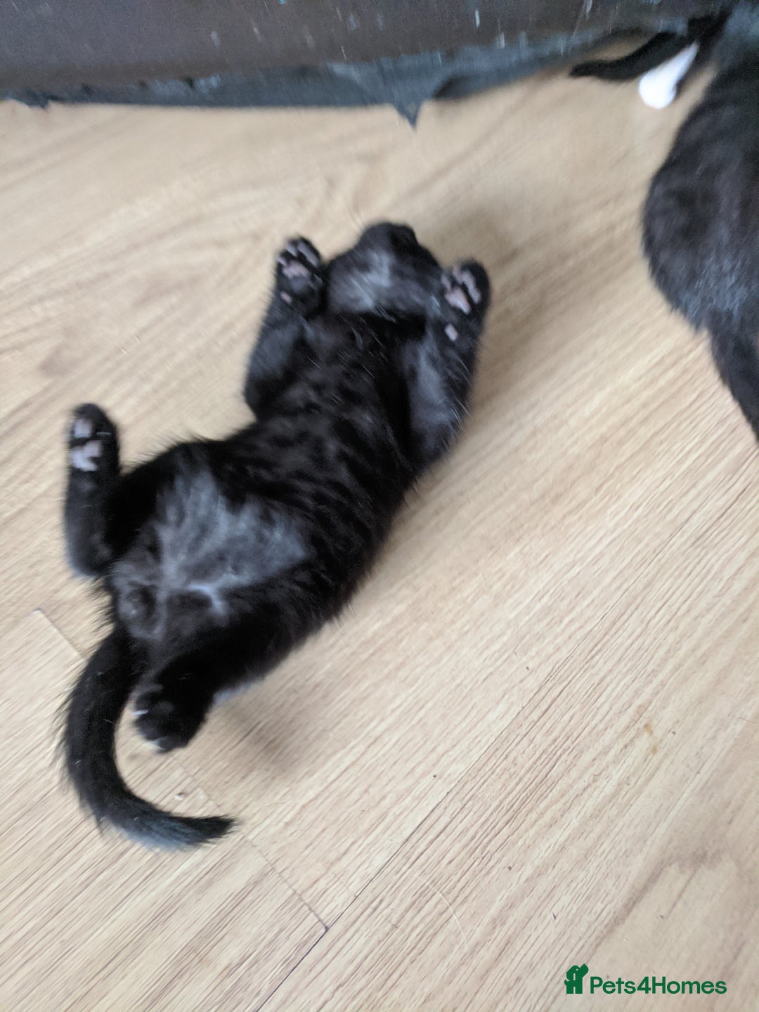 British Shorthair cats for sale: 5 tuxedo British shorthaired kittens - Image 2