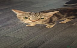 Mixed Breed cats for sale: Beautiful kittens - Image 6