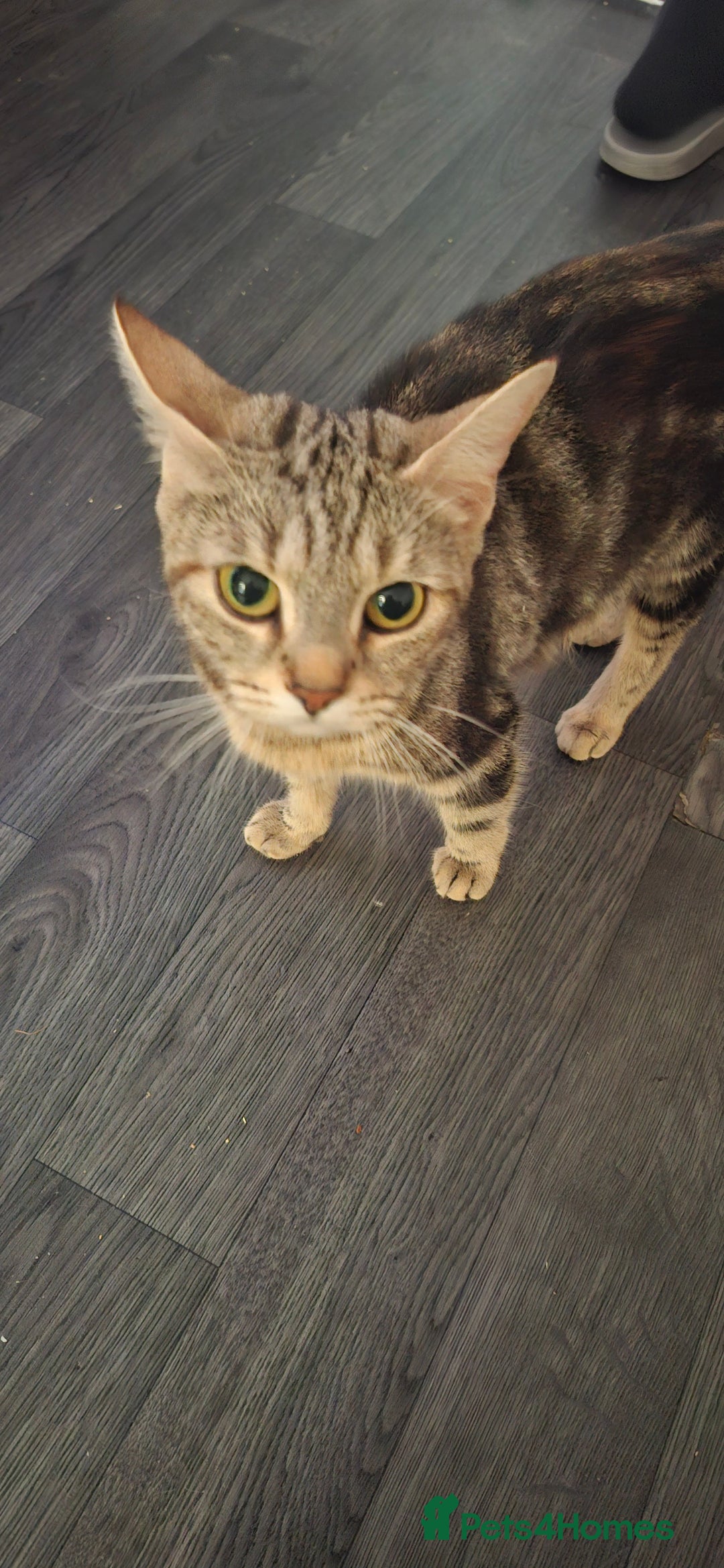 Mixed Breed cats for sale: Beautiful kittens - Image 6