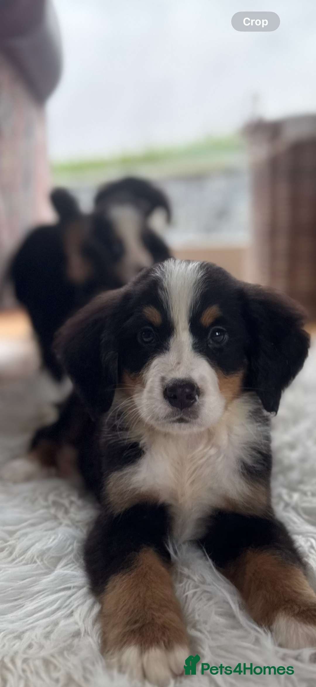 Bernese Mountain Dog dogs for sale: Bernese Mountain Dog Pups  - Advert 30
