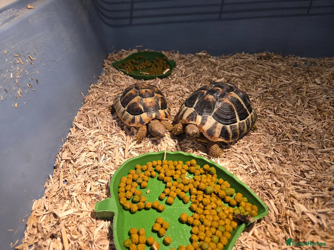 Tortoise reptiles for sale: 2 x Harmanns Tortoise.  in New Romney - Advert 3