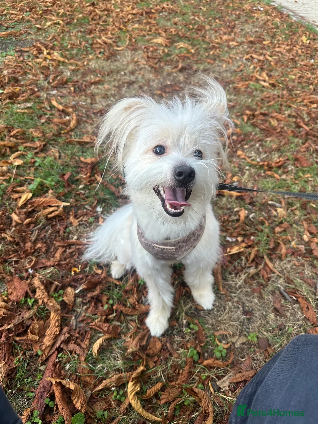 Mixed Breed dogs for sale: Loving Home Needed for Mali 🐾 in London - Advert 1