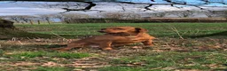 Cockerdor dogs for sale: Beautifully marked Cockerdor puppies - Advert 2