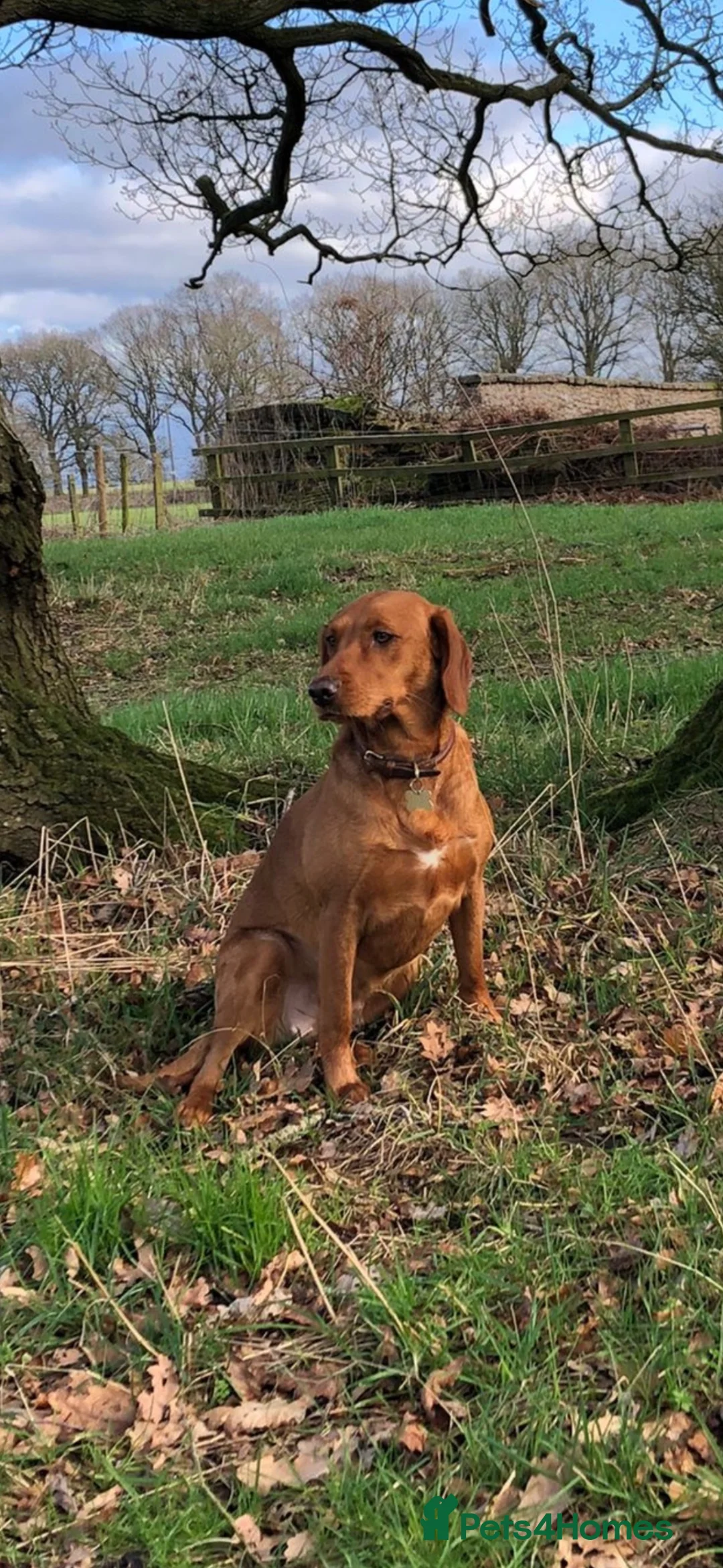 Cockerdor dogs for sale: Beautifully marked Cockerdor puppies - Advert 2