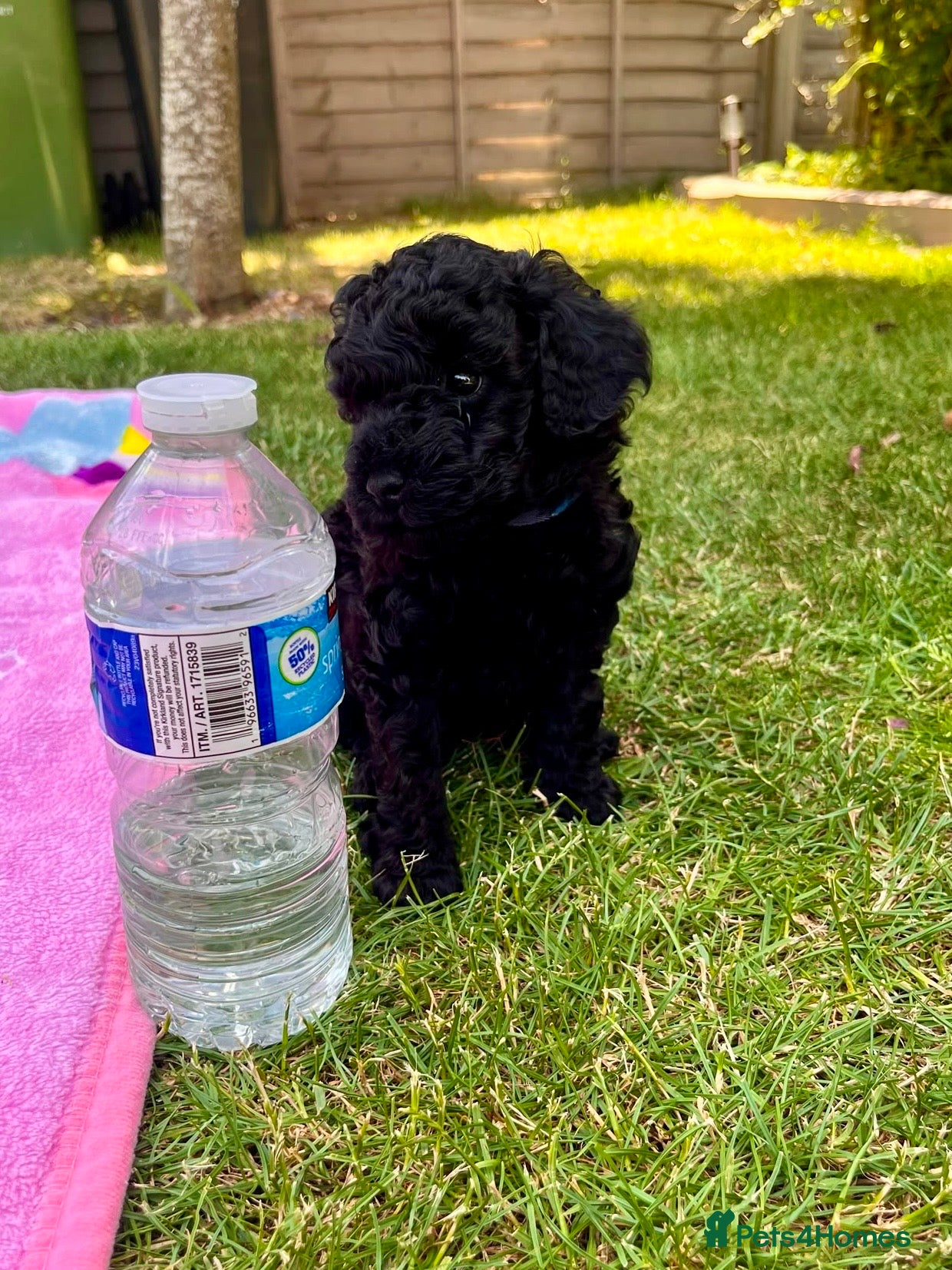 Maltipoo dogs F1b Toy Maltipoo Puppies Ready 22 July | Essex - Advert 2