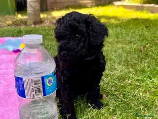 Maltipoo dogs F1b Toy Maltipoo 1 boy left Ready 22 July - Advert 2