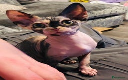 Sphynx cats for sale: ** Glittery Blue/Cream Torti Sphynx Girl ** - Image 9