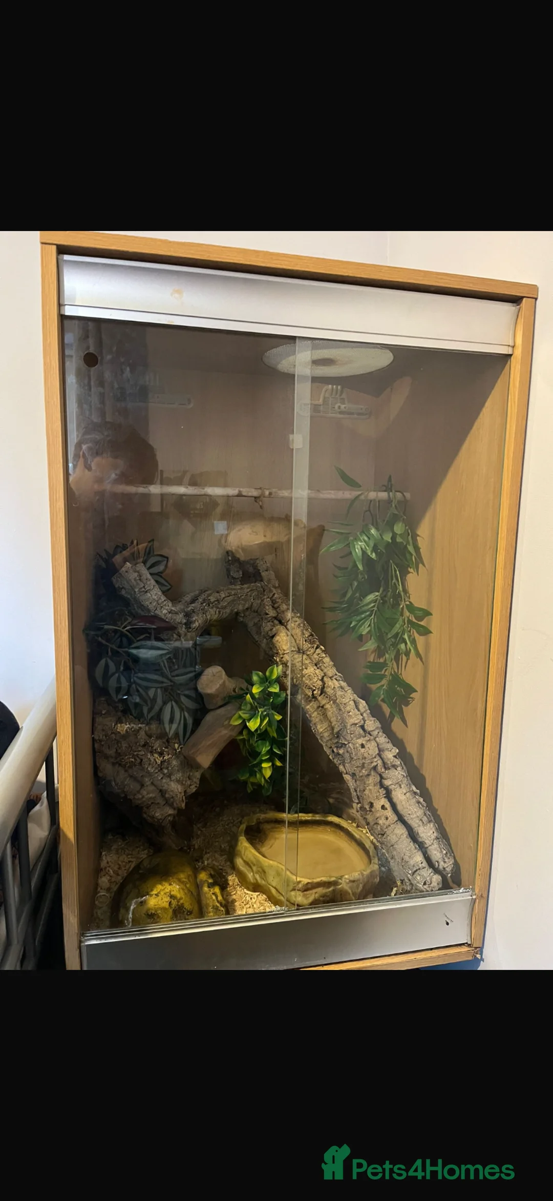 Corn Snake reptiles for sale: Lovely friendly corn snake  - Advert 3