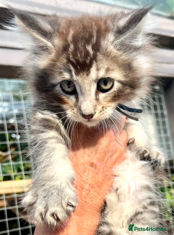 Maine Coon cats - Advert 10