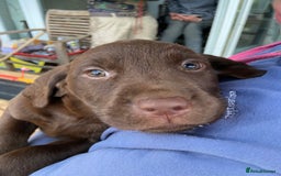 Labrador Retriever dogs for sale: Chunky Chocolate Labrador Puppies - Advert 12