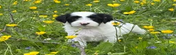 Tibetan Terrier dogs for sale: Stunning KC Reg Tibetan terrier puppies - Advert 8