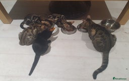 Bengal cats for sale: Bengal kittens - Image 4