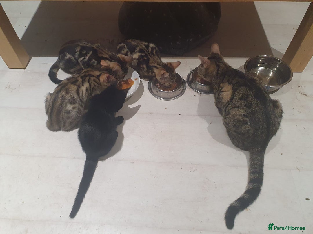 Bengal cats for sale: Bengal kittens - Image 4