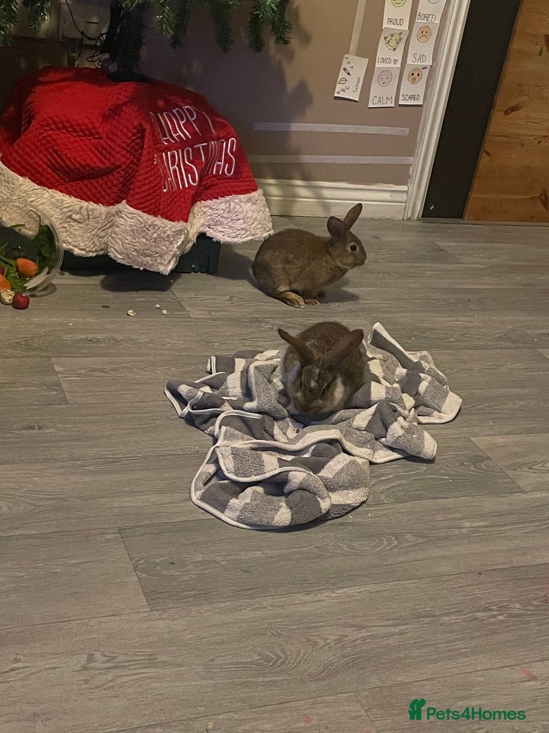 Mixed Breed rabbits for sale: 2 gorgeous bunny girls  - Advert 3