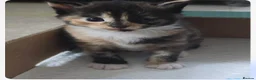 Mixed Breed cats for sale: 3 gorgeous kittens ginger and calico - Advert 4