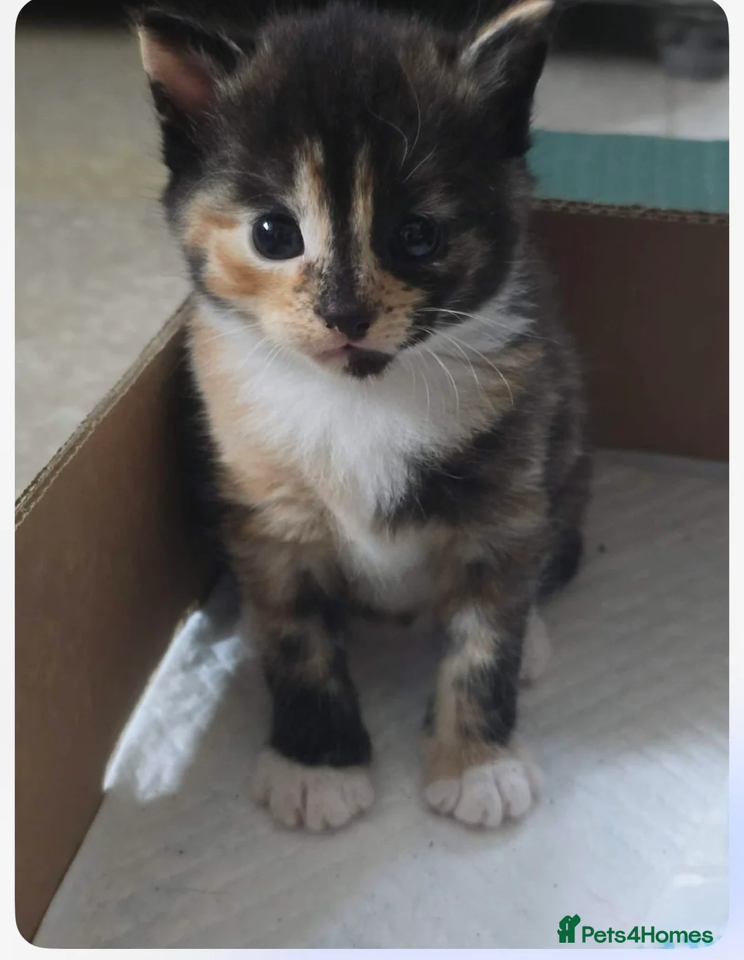 Mixed Breed cats for sale: 3 gorgeous kittens ginger and calico - Advert 4