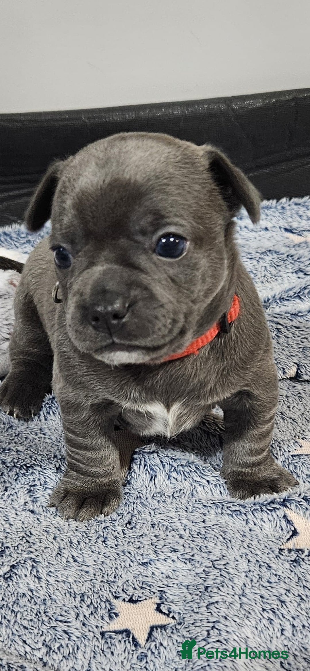 Mixed Breed dogs for sale: French Bulldog x Chichuhua - Image 7