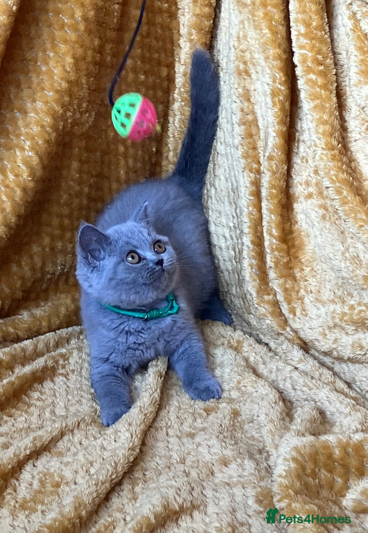 British Shorthair cats GCCF🏆ChampionBloodline 5GENpedigree BSHblue/lilac - Advert 12