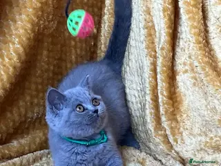 British Shorthair cats GCCF🏆ChampionBloodline 5GENpedigree BSHblue/lilac - Advert 12