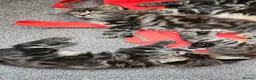 Mixed Breed cats for sale: Maine coon cross tabby - stunning fluffy kittens.. in Bridge of Weir - Advert 11
