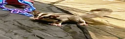 Sugar Glider rodents for sale: Bonded Pair of Sugar Gliders – Hertfordshire in St Albans - Advert 4