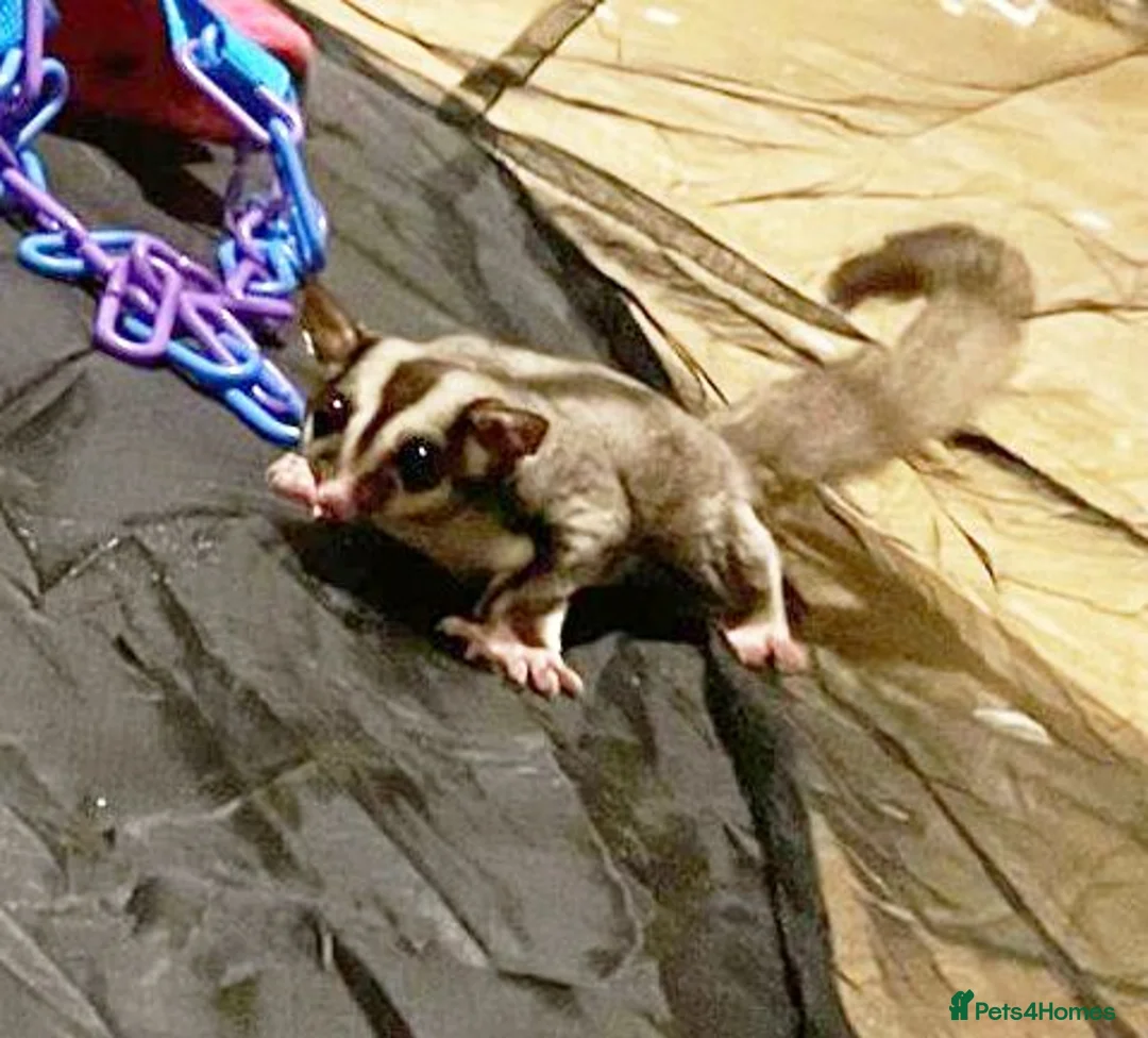 Sugar Glider rodents for sale: Bonded Pair of Sugar Gliders – Hertfordshire in St Albans - Advert 4