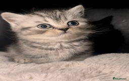 British Shorthair cats for sale: Beautiful bsh kittens looking for forever homes  - Image 17