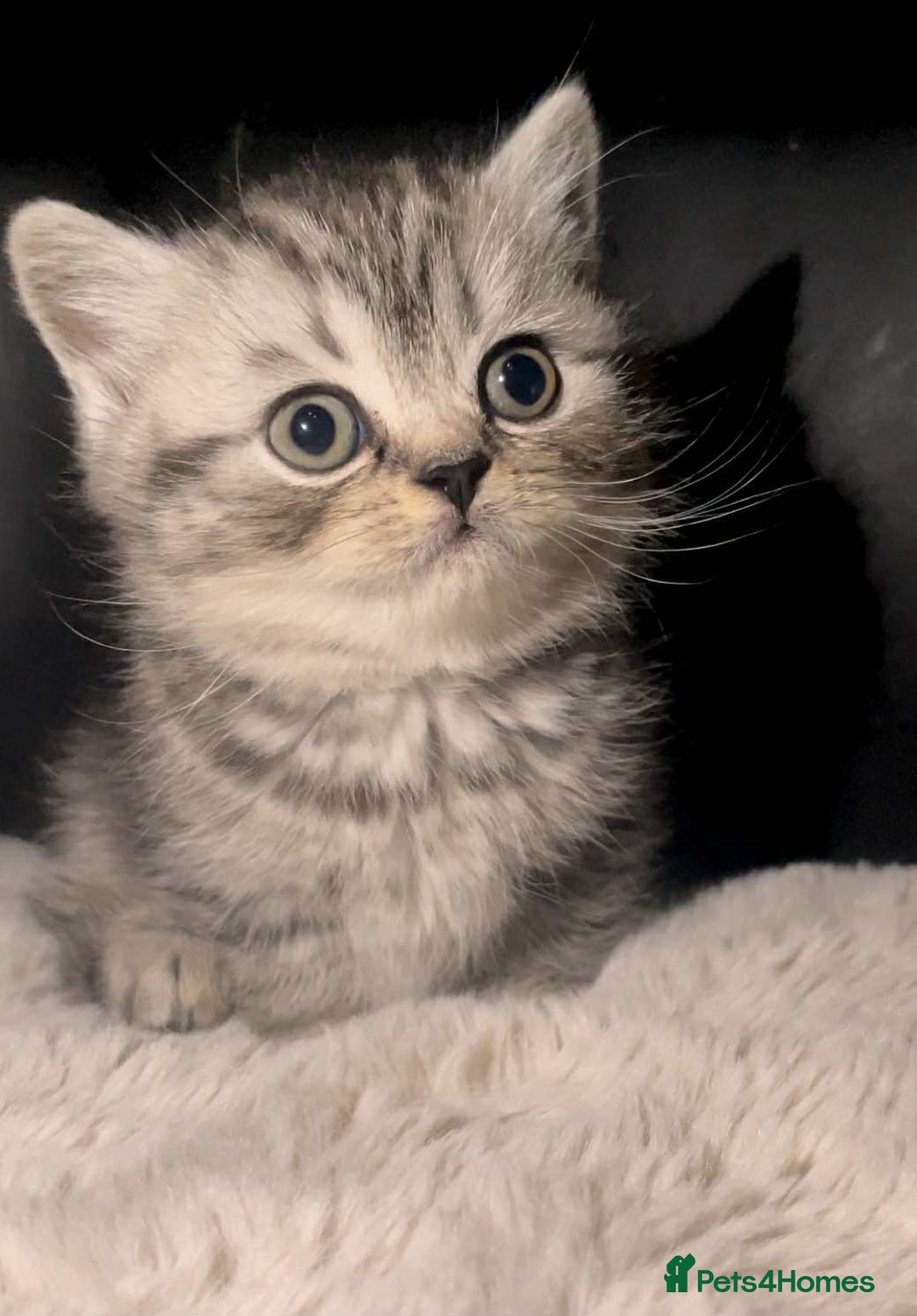 British Shorthair cats for sale: Beautiful bsh kittens looking for forever homes  - Image 17