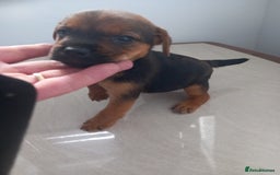 Mixed Breed dogs for sale: Patterdale x border terrier  - Image 16